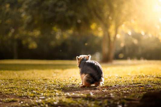 PawsiVibes Yorkshire Terrier pooping in the sunrise